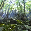 숲속의아침 이미지