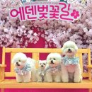 벚꽃길 티스토리