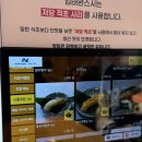 김태완스시대치