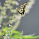 나비야 청산가자 이미지