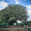 조록나무 뿌리 형상물 이미지