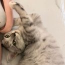 오묘 고양이카페호텔미용 이미지