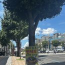 베테랑쌀국수 | 대구 서구 평리동 맛집 베테랑쌀국수 반쎄오 무료 후기