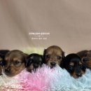 누리켄넬 이미지