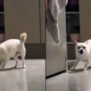 도날드 도그(Dog) 이미지