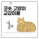바둑이 애견 | [미용후기] 코숏미용 받으러온 바둑이와의 교감미용일기 (고양이미용실 나른하냥)