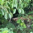 고령목장 이미지