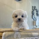 아띠퍼피 이미지