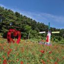 14개월 아이와 가족나들이 원주 용수골 꽃 양귀비 축제 방문후기