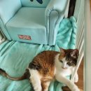 현대웰동물병원 이미지