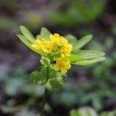 청초약국 이미지