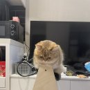돼지게티 권선점 이미지