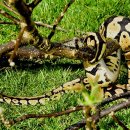 애니오토 카 이미지