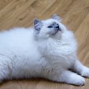 말괄냥이 네이버블로그
