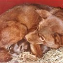 금옥이네 이미지