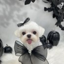 하떼하떼 이미지