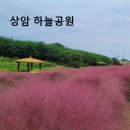 수피아공원로 | 핑크뮬리 명소 공개합니다~