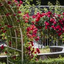 서천 장미공원 이미지