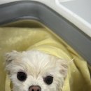 올치유치원 이미지