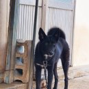 똥강새이 이미지