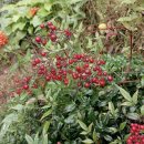 구월초등학교 | [여행] 청도여행 운문사, 사리암, 휴양림 숙박, 카페 버던트 방문 후기