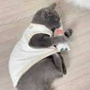 온리캣 이미지