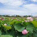 봉정연꽃마을 이미지