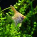 골든엔젤 이미지