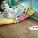 여시깽이