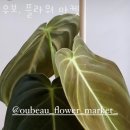 도일약국 이미지