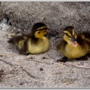 오리야오리 이미지