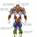 헬스 용어 정리, 헬스 용어 사전,각 부위별 근육의 명칭과 특징 설명 이미지