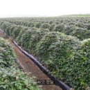 선은농장 이미지