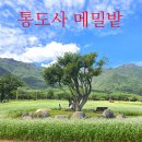 선원농장 | [공지] 경남 부산 근교 메밀꽃 명소 통도사 메밀밭 메밀꽃 이틀 전 개화상황, 가는 길, 주차정보