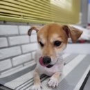 뽀샤시 펫살롱 이미지