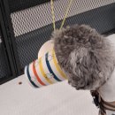 포근하개 | 우리 강아지 행복지수 상승! 여수애견호텔 포근하개 이용 후기