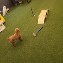 하이바이분양소 강아지고양이 대전점 | 대전 강아지무료입양 고양이(feat.논산,청주,천안,공주,청주)