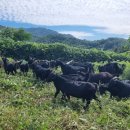 약산흑염소 이미지