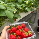 두손농장 | 천안 늘솜딸기체험농장 ㅣ 성환 딸기 따기 체험 이색데이트 실내놀거리 내돈내산 후기