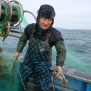 노랑오징어 이미지