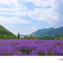 라벤더 - 제천시 고암로14길 9 | 라벤더