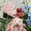 패러그린샵 명지점 | 부산햄스터분양! 골든햄스터분양 패러그린샵 부산명지점^^