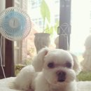 전영호 동물병원 이미지