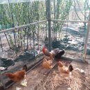 강원도 청계 농장 이미지