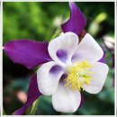 오늘 6월 02일의 꽃말은 -- 빨강 매발톱꽃 (Columbine) -- 입니다 이미지