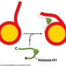 Re:히스톤단백질 질문입니다 이미지