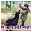 쭌 한우 목장 | 양평 가볼만한 곳 - 포니월드 양평목장체험~!