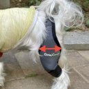 댕토피아 이미지