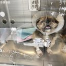 화서동물병원 | 화서동물병원 14살 노령견 강아지 유선종양 수술 후기