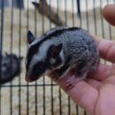 와우펫앤쥬 대구점 이미지